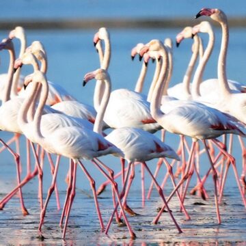 Muğla’daki flamingo cennetinde Ağaoğlu ve Doğuş projelerine sert tepki