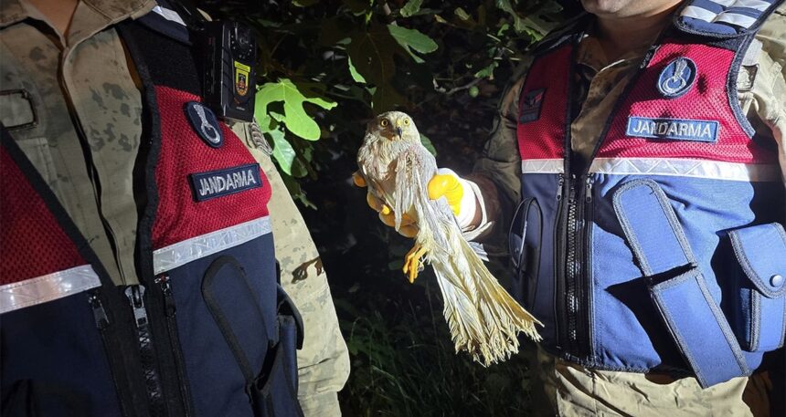 Nesli tükenmek üzere! Hatay’da yaralı halde bulundu