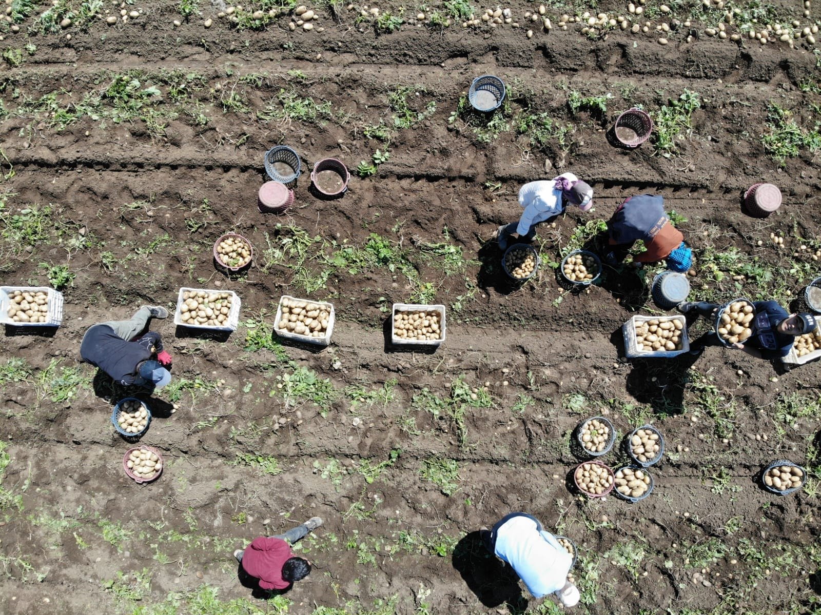 Patates hasadı başladı: Ülkenin dört bir yanına gönderiliyor