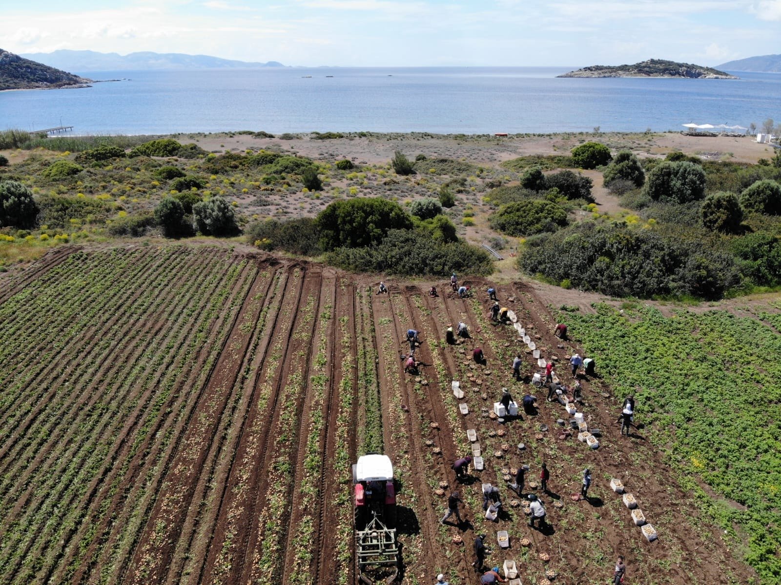Patates hasadı başladı: Ülkenin dört bir yanına gönderiliyor