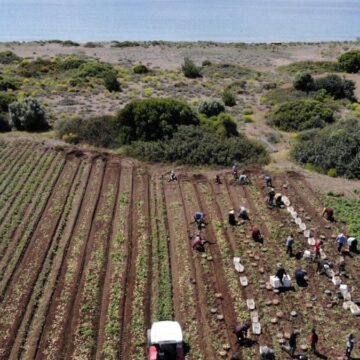 Patates hasadı başladı: Ülkenin dört bir yanına gönderiliyor