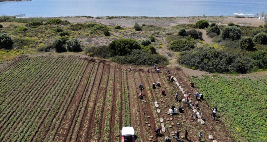 Patates hasadı başladı: Ülkenin dört bir yanına gönderiliyor