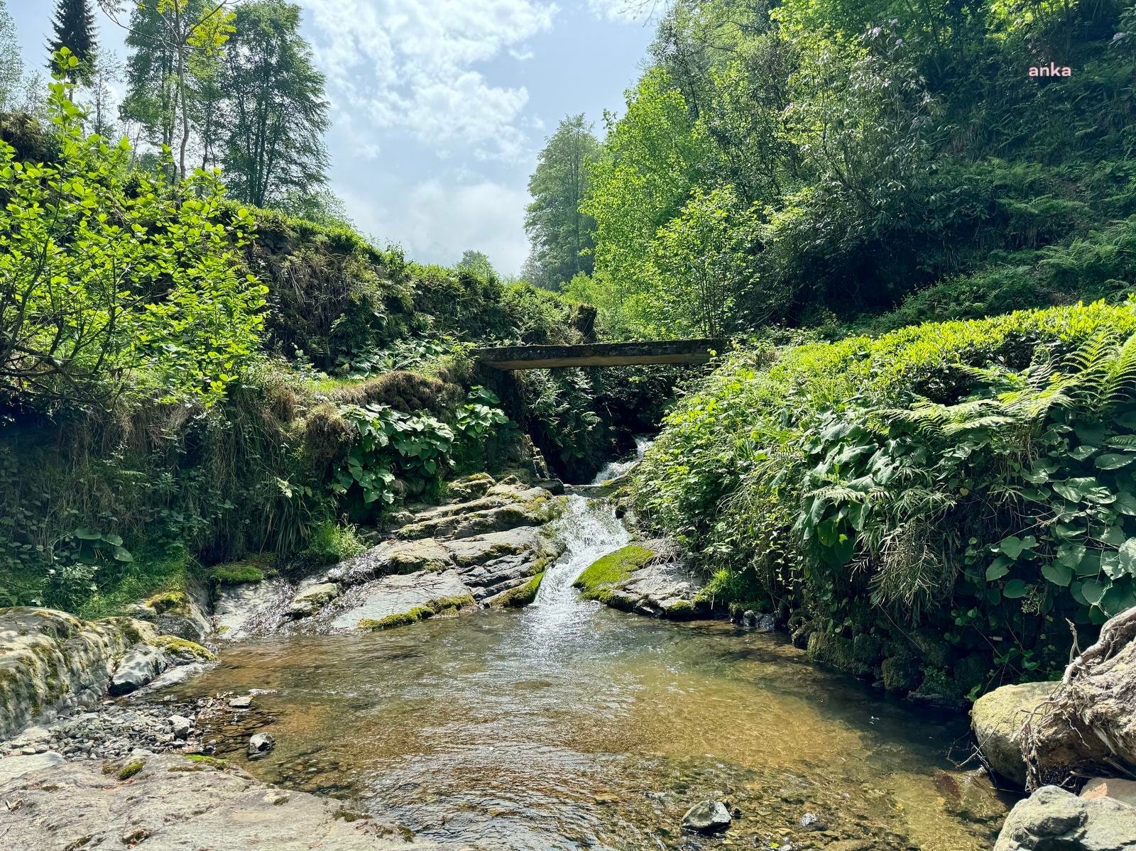 Rize'de derenin rengi kırmızıya döndü, halkı endişelendirdi