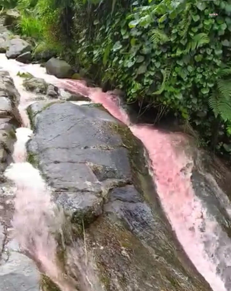Rize'de derenin rengi kırmızıya döndü, halkı endişelendirdi