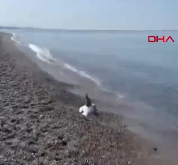 Sabah kıyıda gören vatandaşlar sahil güvenliği aradı