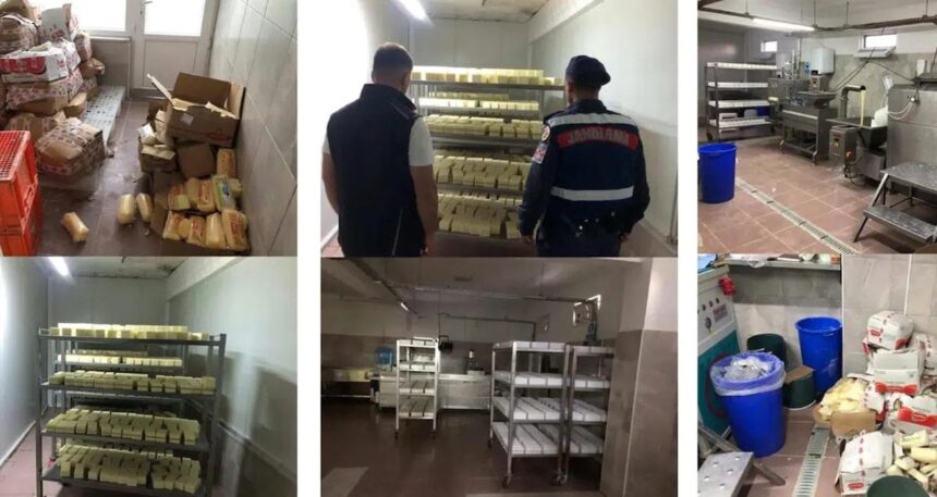 Tarihi geçmiş ürünlerden 5 ton peynir yaptılar