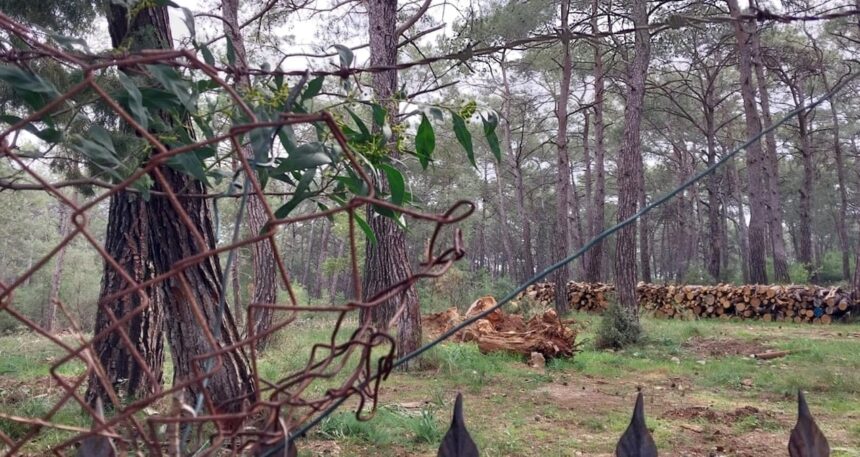 Vali, “Akyaka orman kampında katliam yok” dedi, Muğla ayağa kalktı