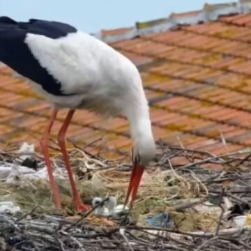 ‘Yaren’ leyleğin 2 yavrusu yumurtadan çıktı
