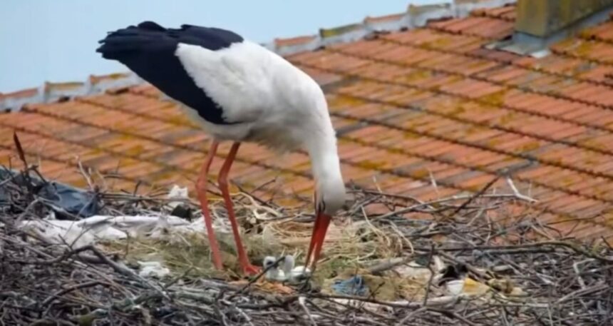‘Yaren’ leyleğin 2 yavrusu yumurtadan çıktı