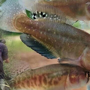 Yeni bir balık türü keşfedildi: Kuraklığa meydan okuyor, suya ihtiyacı yok!