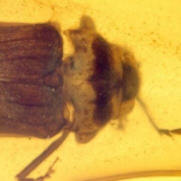 100 milyon yıllık fosil amberde hapsolmuşlar…