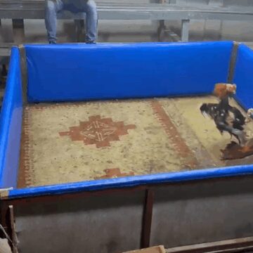 adanada-horoz-dovusturenlere-sok-ringteyken-bastilar-cW1DSm8t.jpg Adana’da horoz dövüştürenlere şok: Ringteyken bastılar