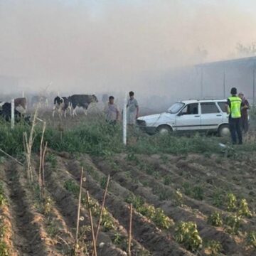 Aydın’da bir çiftlikte yangın çıktı