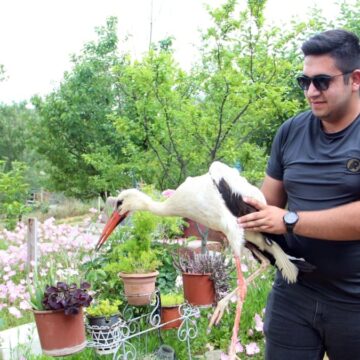Bahçelerine düşen yaralı leyleğe sahip çıkıp, balıkla beslediler