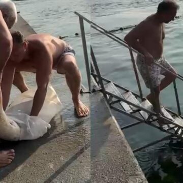 Bebek sahiline vuran ölü yunusu çöp konteynerine attılar