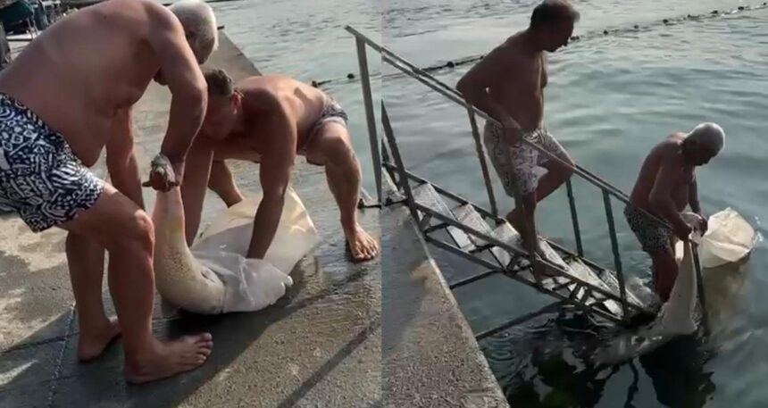 Bebek sahiline vuran ölü yunusu çöp konteynerine attılar