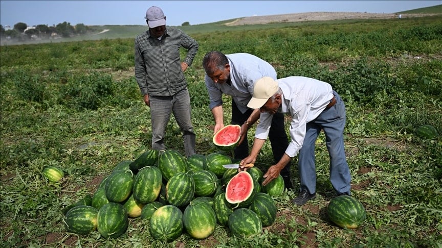 Çiftçiler isyan etti, tarlada kilosu 25 liradan 7 liraya kadar düştü