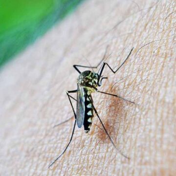 Dünyada sivrisineklerin yaşamadığı tek ülke!