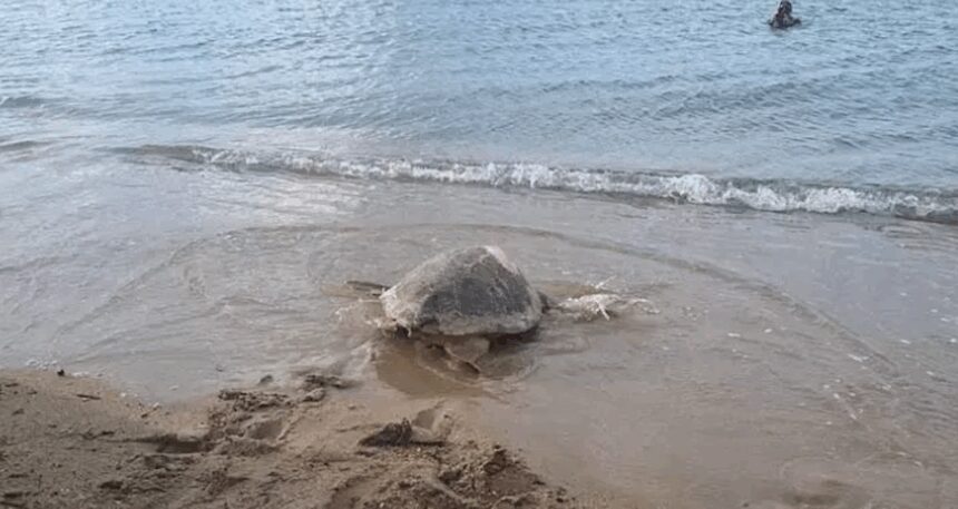 ‘Güzel İzmir’ isimli  caretta carettanın sinyali Gazze’de kesildi