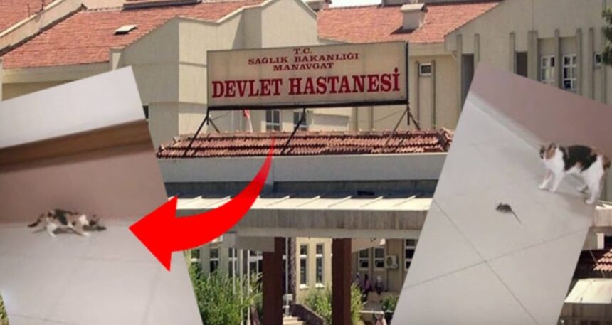 Hastanede hijyen skandalına ilginç çözüm: Başhekim farelere karşı kedi aldı