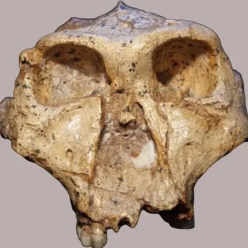 Hobbit dişlerindeki çukurlar insanlık tarihine ışık tutabilir