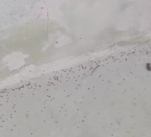 İstanbul'da kene istilası! Profesör paylaştı: 'Acil tedbir alın'