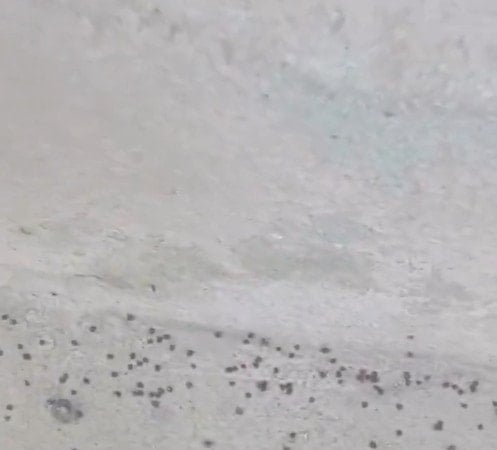 İstanbul'da kene istilası! Profesör paylaştı: 'Acil tedbir alın'