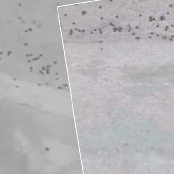 İstanbul’da kene istilası! Profesör paylaştı: ‘Acil tedbir alın’