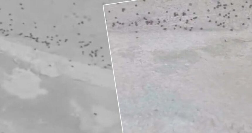 İstanbul’da kene istilası! Profesör paylaştı: ‘Acil tedbir alın’