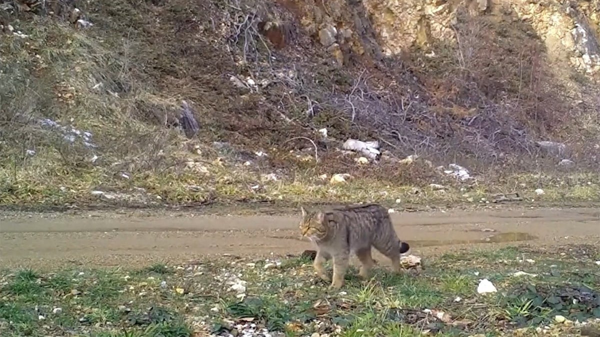 İşte nesli tükenmek üzere olan ev kedilerinin atası! Fotokapana takıldı
