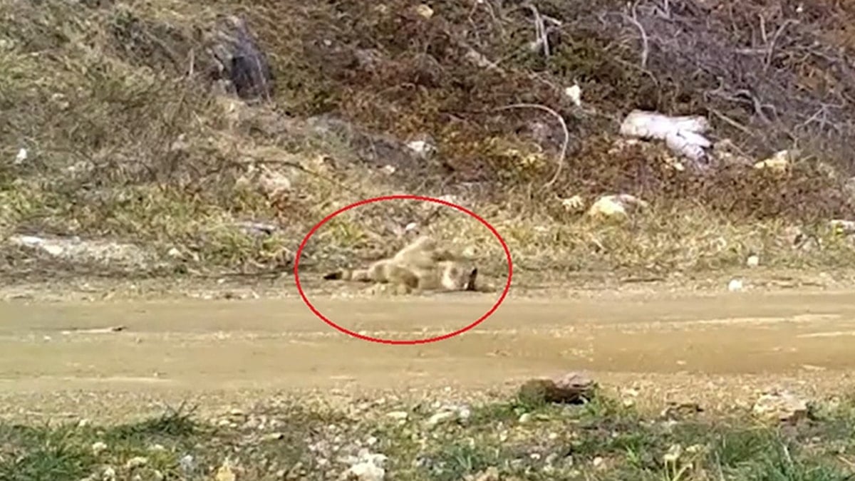 İşte nesli tükenmek üzere olan ev kedilerinin atası! Fotokapana takıldı