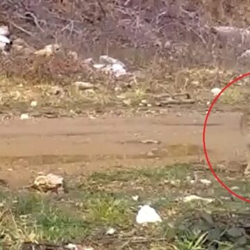 İşte nesli tükenmek üzere olan ev kedilerinin atası! Fotokapana takıldı