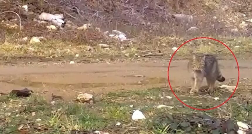İşte nesli tükenmek üzere olan ev kedilerinin atası! Fotokapana takıldı
