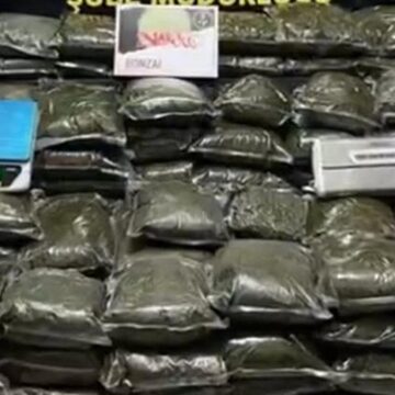 İzmir’de yüz kilodan fazla bonzai ele geçirildi