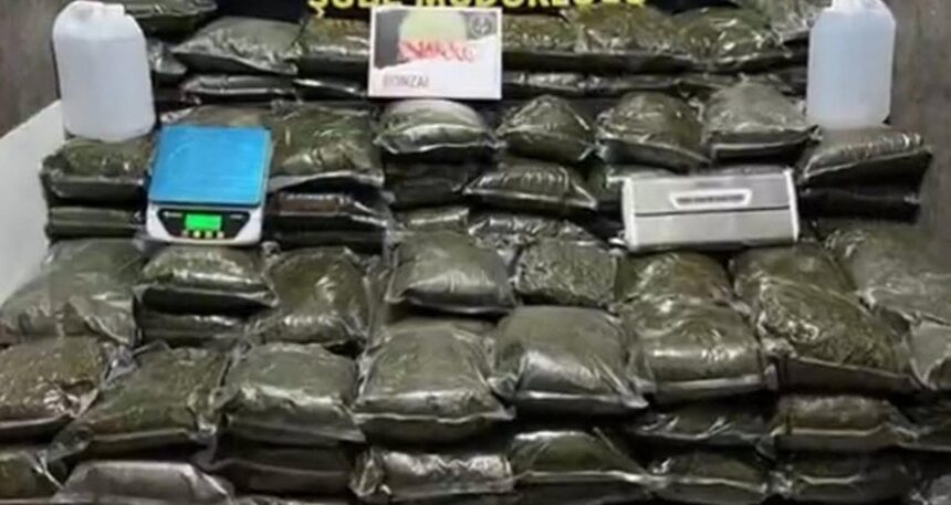 İzmir’de yüz kilodan fazla bonzai ele geçirildi