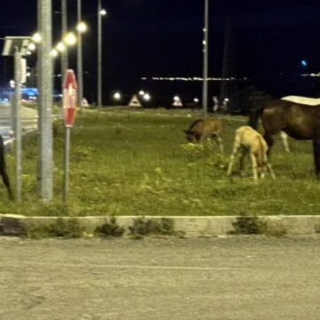 Kara yoluna inen atlar sürücüleri şoke etti! Taylarıyla uzaklaştılar