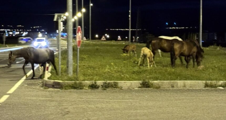Kara yoluna inen atlar sürücüleri şoke etti! Taylarıyla uzaklaştılar