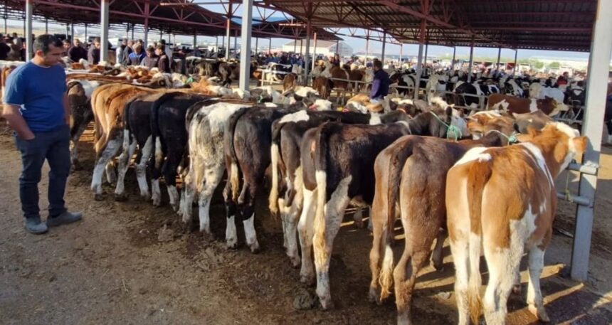 Kırşehir’de ‘şap’ paniği