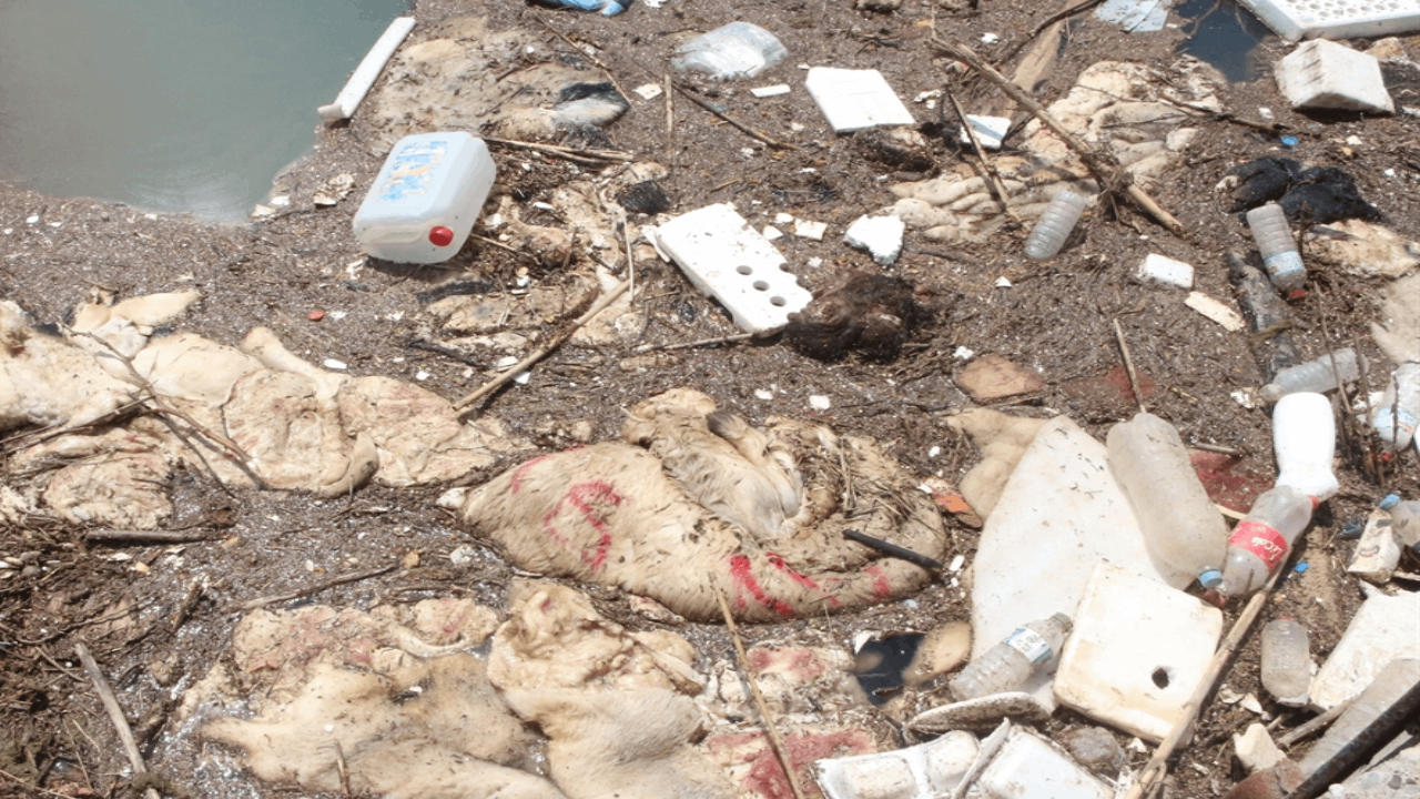 Kurban atıklarını kanallara attılar: Sonucu felaket oldu 1 Kurban atıklarını kanallara attılar: Sonucu felaket oldu