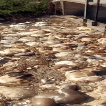 Kurban atıklarını kanallara attılar: Sonucu felaket oldu