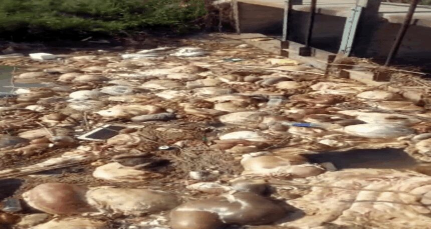 kurban-atiklarini-kanallara-attilar-sonucu-felaket-oldu-Elp7k8Di.jpg Kurban atıklarını kanallara attılar: Sonucu felaket oldu