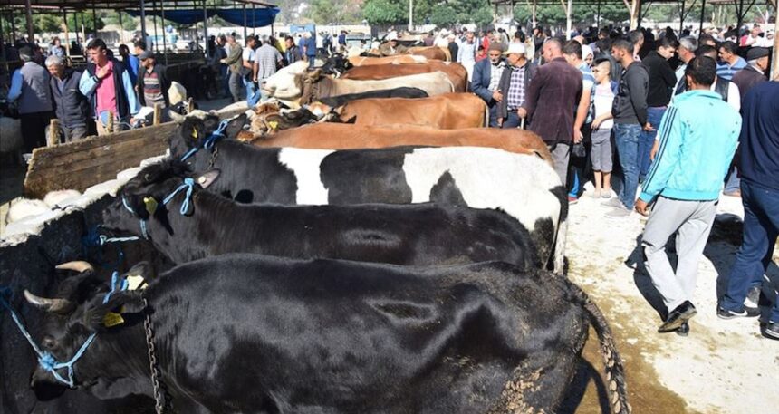 Kurban pazarlarındaki yoğunluk bayramın ikinci gününde de sürüyor