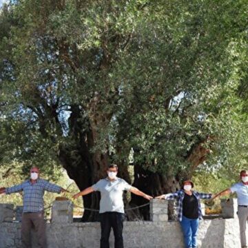 Madenciler zeytin talanını az buldu
