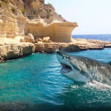 Mersin açıklarındaki köpek balıkları tatilcilerin kabusu oldu