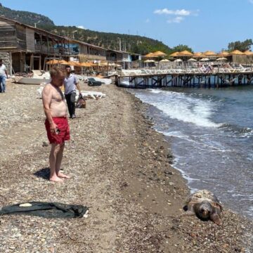 Ölü caretta caretta sahile vurdu