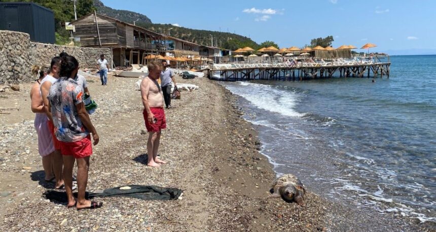Ölü caretta caretta sahile vurdu