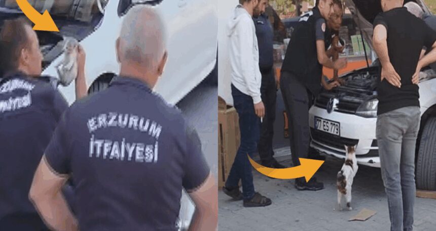 Otomobilin motor kısmında mahsur kalan yavrularını böyle bekledi