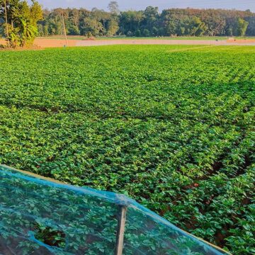 patatesleri-curudu-kafasi-calisti-tarladan-cikip-milyarderler-arasina-girdi-faLla8nA.jpg Patatesleri çürüdü, kafası çalıştı: Tarladan çıkıp milyarderler arasına girdi