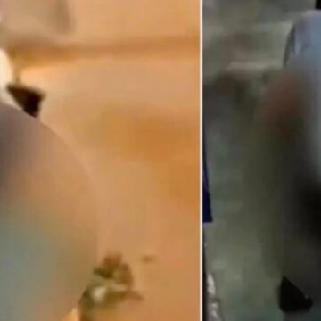 Pendik’te mide bulandıran olay! Köpeğe cinsel istismarda bulundu