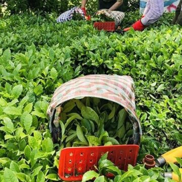 Seferberlik için 25 bin ton çay stokladı